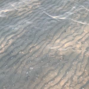 Meet your Posher, Ellie